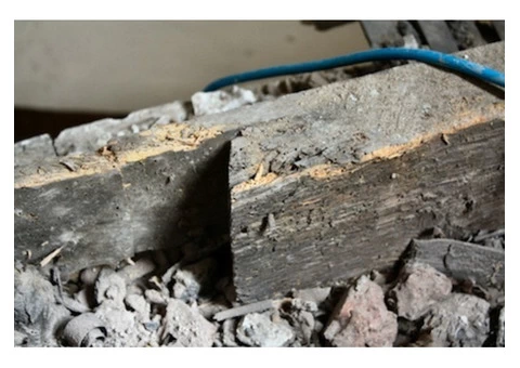 What is Woodworm?