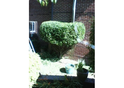 local gardener bearwood harborne - 2/2