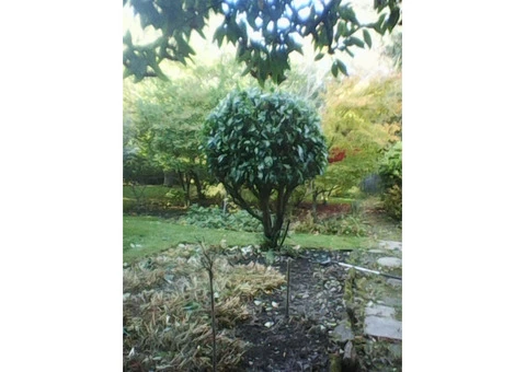 local gardener bearwood harborne