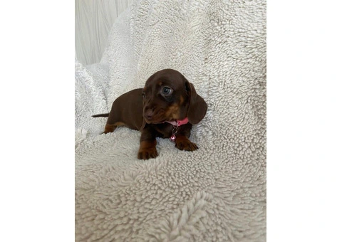 Stunning Dachshund pups - 2/5
