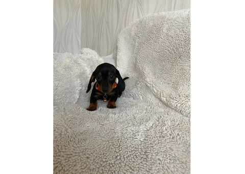 Stunning Dachshund pups - 3/5