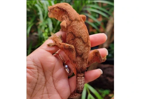 Hybrid Gecko - 1/5