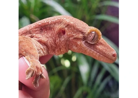 Hybrid Gecko - 2/5