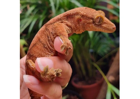 Hybrid Gecko - 3/5