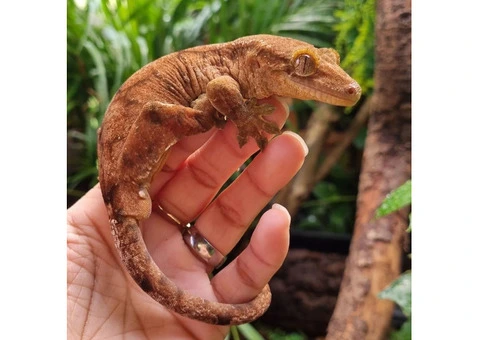 Hybrid Gecko - 4/5