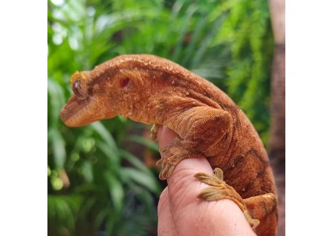 Hybrid Gecko - 5/5