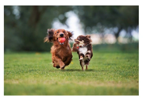 Trusted Dog Walker in Battersea! - 1/6
