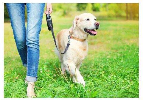 Trusted Dog Walker in Battersea! - 2/6