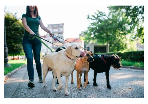 Trusted Dog Walker in Battersea! - 3/6