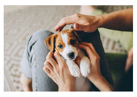 Trusted Dog Walker in Battersea! - 5/6