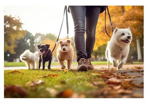 Trusted Dog Walker in Battersea! - 6/6