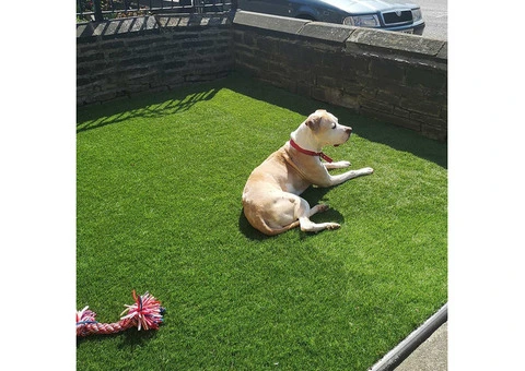 Fake Grass for Sale – Great for Any Yard Project!