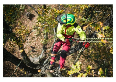 Choosing The Right Glasgow Tree Surgeon - 1/5