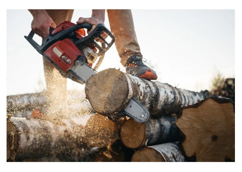 Choosing The Right Glasgow Tree Surgeon - 2/5