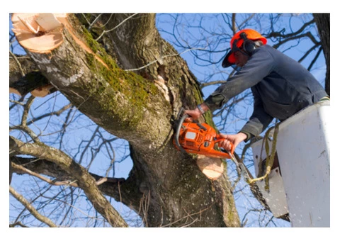 Choosing The Right Glasgow Tree Surgeon - 3/5