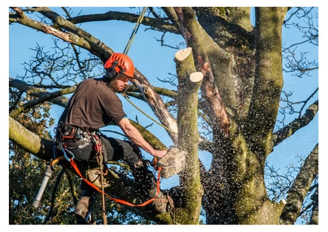 Choosing The Right Glasgow Tree Surgeon - 4/5