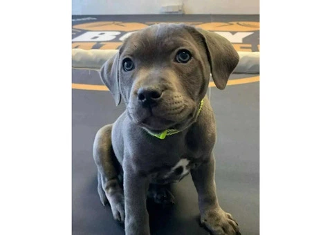 kc registered staffy puppies for sale - 1/4