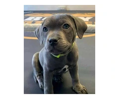 kc registered staffy puppies for sale