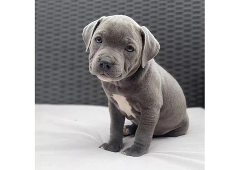 kc registered staffy puppies for sale - 2/4