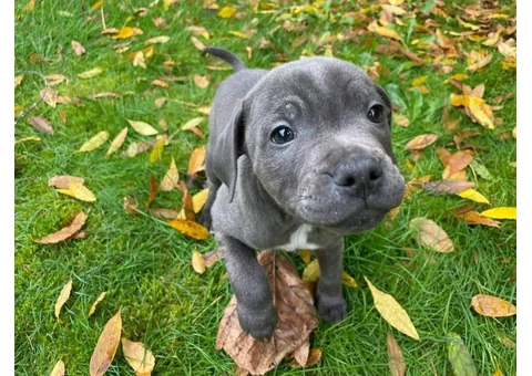 kc registered staffy puppies for sale - 3/4