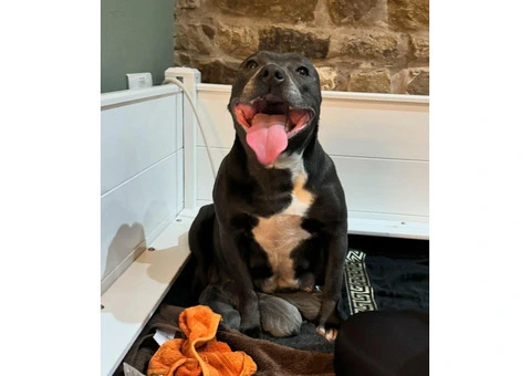 kc registered staffy puppies for sale - 4/4