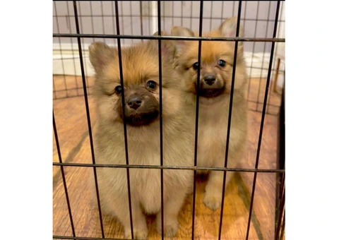 Beautiful Pomeranian puppy's - 4/15