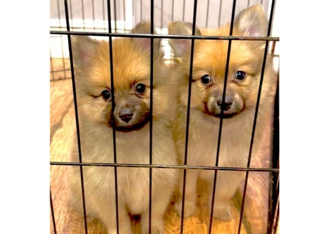 Beautiful Pomeranian puppy's - 5/15