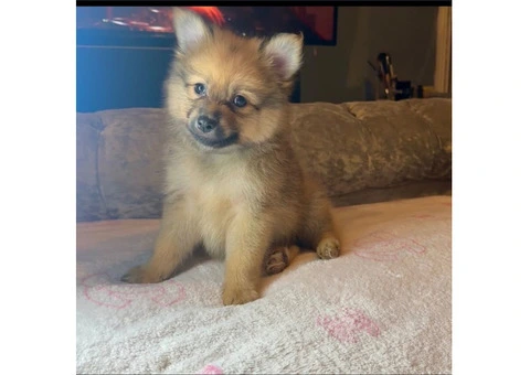 Beautiful Pomeranian puppy's - 7/15