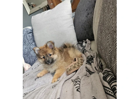 Beautiful Pomeranian puppy's - 11/15