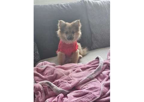 Beautiful Pomeranian puppy's - 15/15