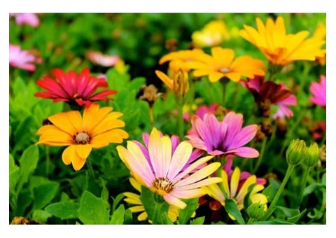 Trust the Qualified Landscapers of Walton on Thames for Perfect Work - 2/4