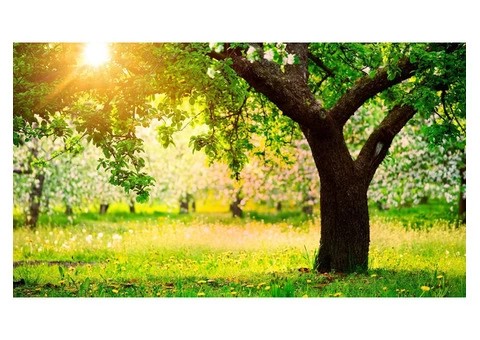Trust the Qualified Landscapers of Walton on Thames for Perfect Work - 3/4