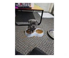 French  Bulldog Puppies For Sale