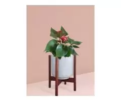 Buy Plants Online