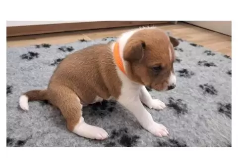 Basenji puppies - 1/8