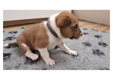Basenji puppies - 2/8