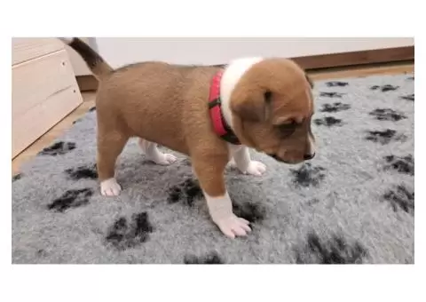 Basenji puppies - 3/8