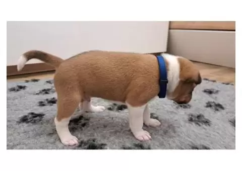 Basenji puppies - 4/8