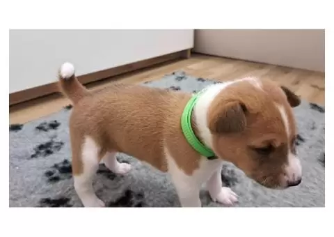 Basenji puppies - 5/8