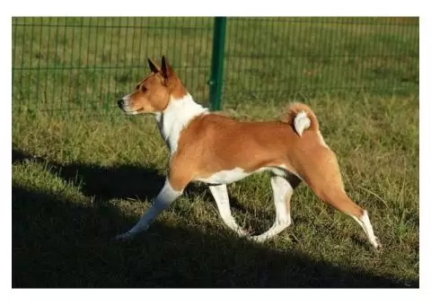 Basenji puppies - 6/8