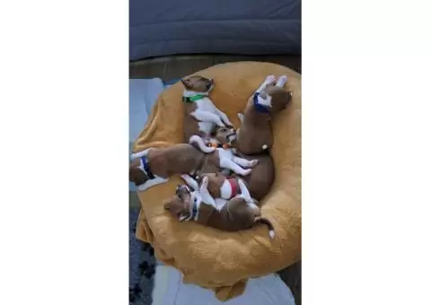 Basenji puppies - 7/8