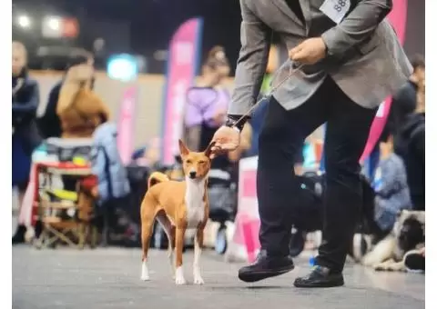 Basenji puppies - 8/8