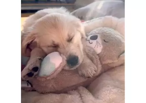 Calming Otter Plush | Instant Relief for Pups and Kittens from Stress & Anxiety - 1/5