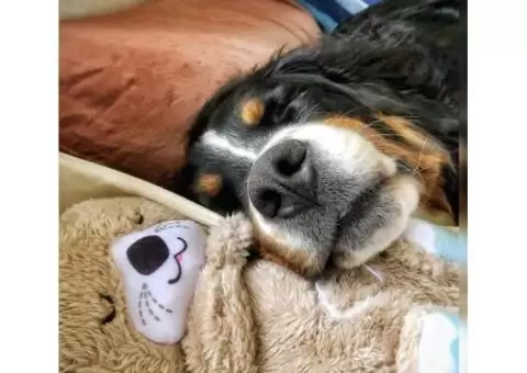 Calming Otter Plush | Instant Relief for Pups and Kittens from Stress & Anxiety - 3/5