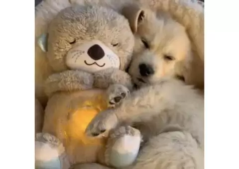 Calming Otter Plush | Instant Relief for Pups and Kittens from Stress & Anxiety - 4/5