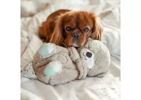 Calming Otter Plush | Instant Relief for Pups and Kittens from Stress & Anxiety - 5/5