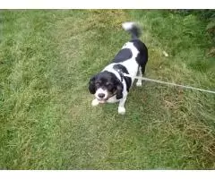 Reliable Dog Walking Service in Barnsley – Hoptonpaws Dog Walking Service