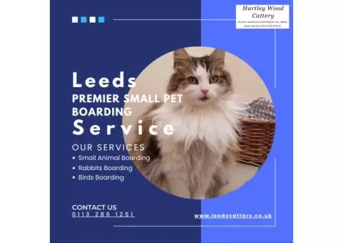 Leeds’ Premier Small Pet Boarding Service – Contact Us Today!