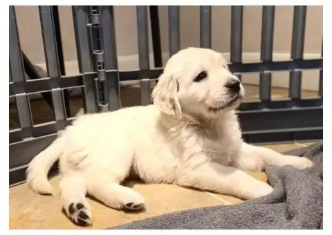 Golden Retriever puppies for sale - 1/3