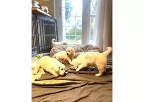 Golden Retriever puppies for sale - 2/3